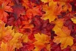 Sapori d'autunno